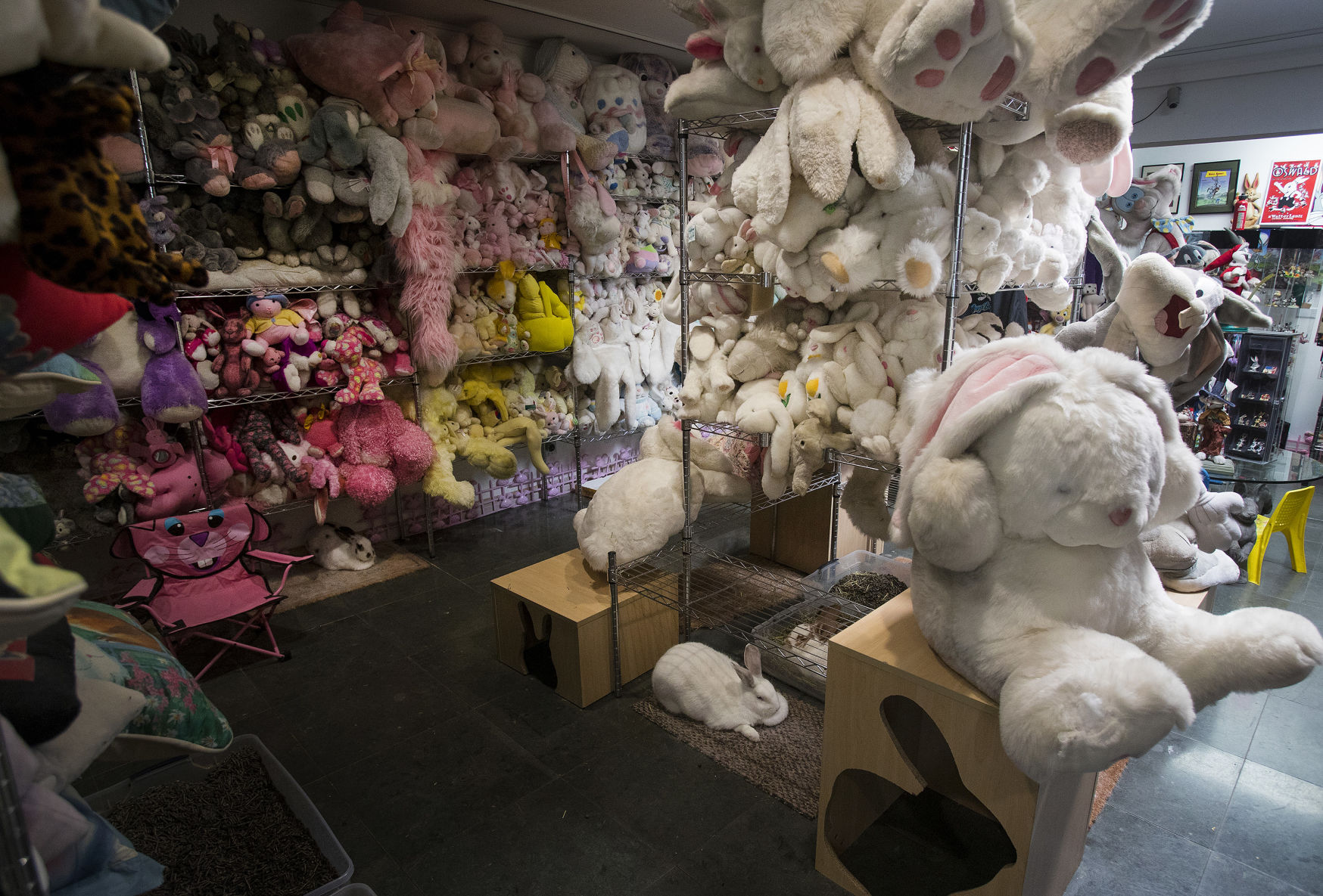 Live and toy bunnies